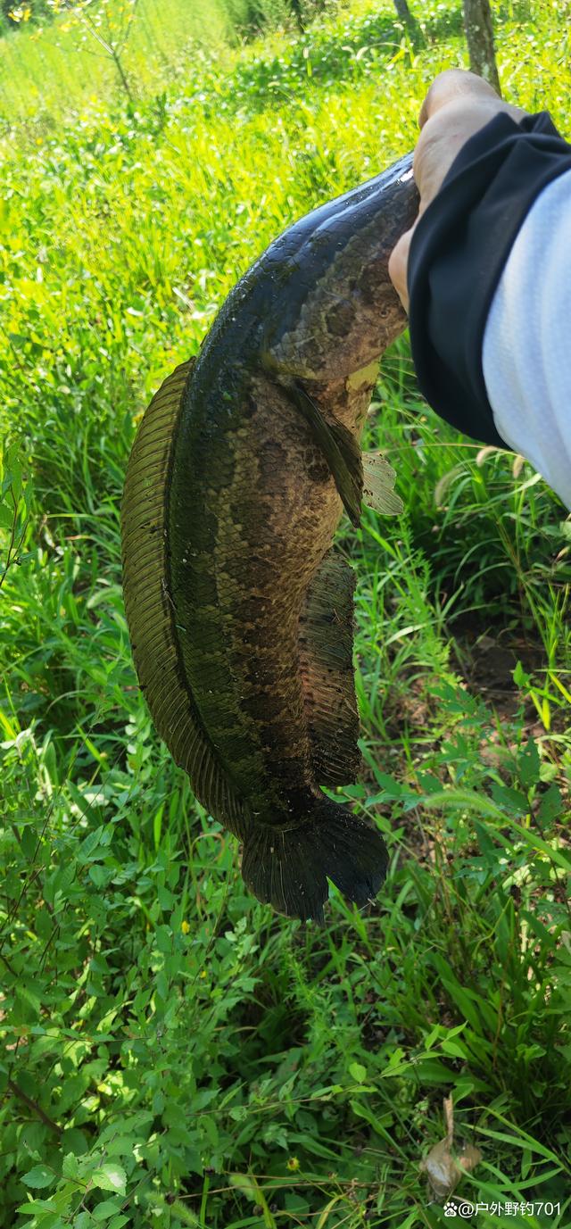 广西玉林路亚黑鱼(路亚黑鱼视频教程)