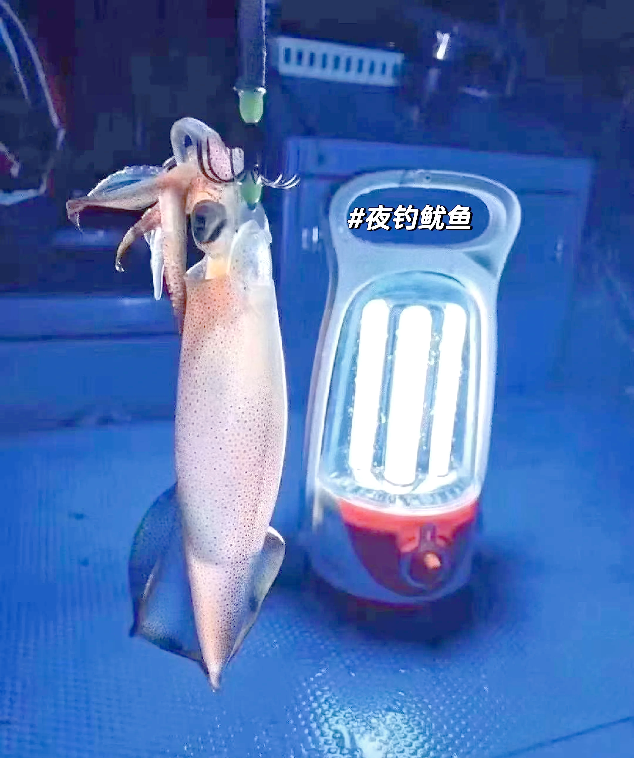 海钓鱿鱼几米深(鱿鱼钓多深) 海钓鱿鱼几米深(鱿鱼钓多深)