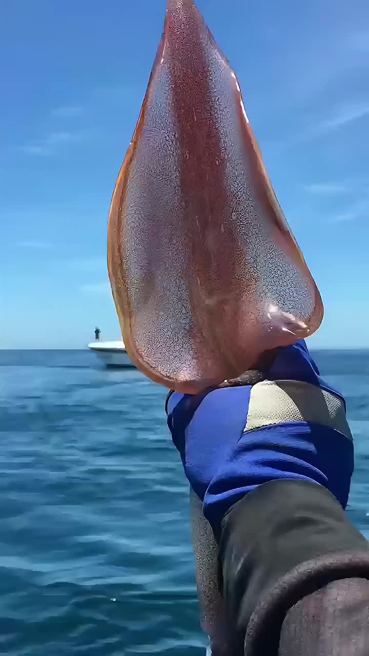 海钓鱿鱼几米深(鱿鱼钓多深) 海钓鱿鱼几米深(鱿鱼钓多深)