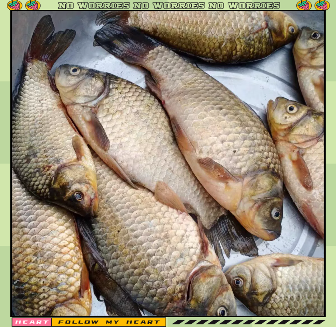 东北冰钓技巧图解(东北冰钓钓点) 东北冰钓技巧图解(东北冰钓钓点)