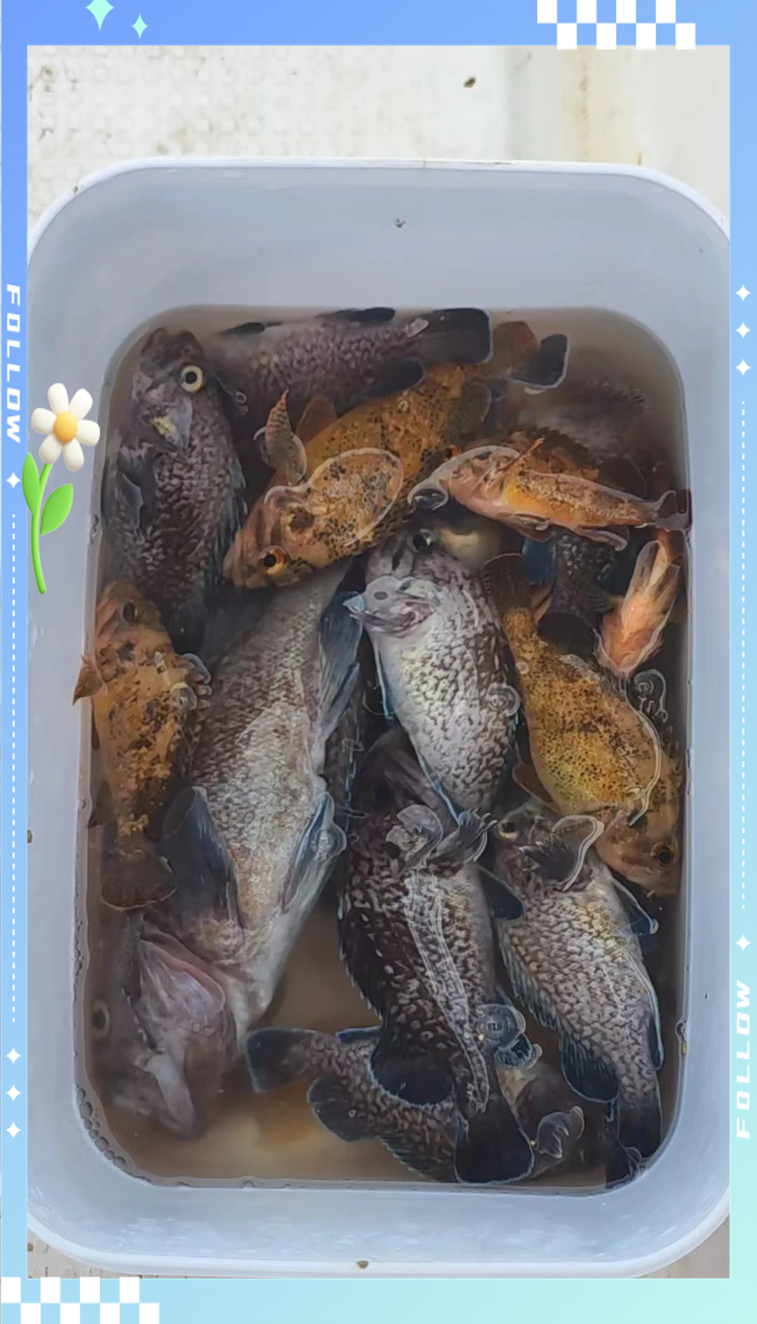 乳山到哪里海钓(乳山哪里适合海钓) 乳山到哪里海钓(乳山哪里适合海钓)