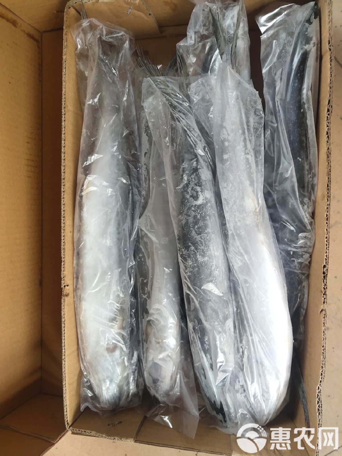 海钓燕鲅(燕鲅鱼钓组) 海钓燕鲅(燕鲅鱼钓组)