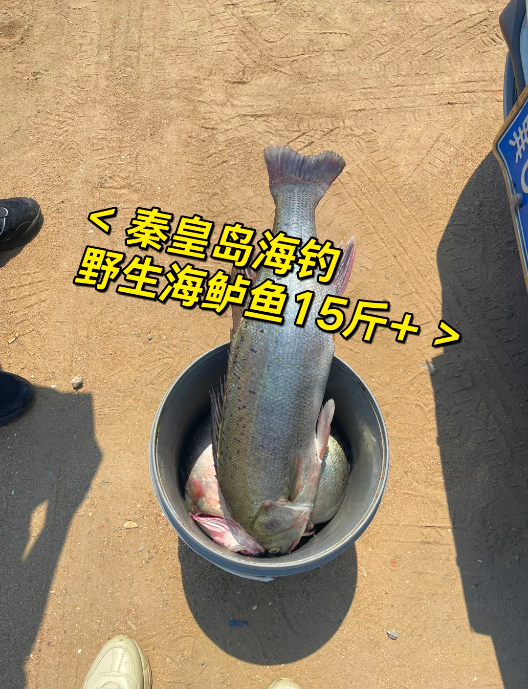 秦皇岛海钓饵(秦皇岛海钓地点介绍) 秦皇岛海钓饵(秦皇岛海钓地点介绍)