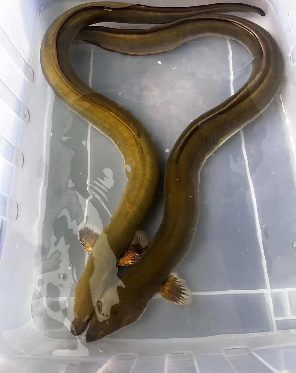 路亚河鳗(河鳗的正确杀法)