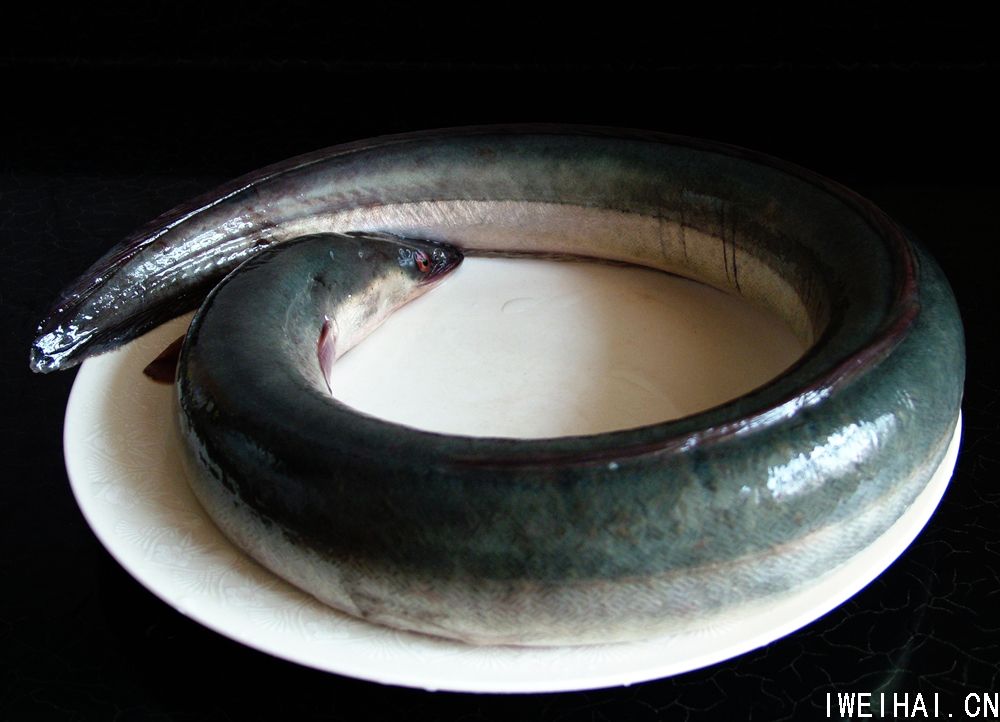 路亚河鳗(河鳗的正确杀法)