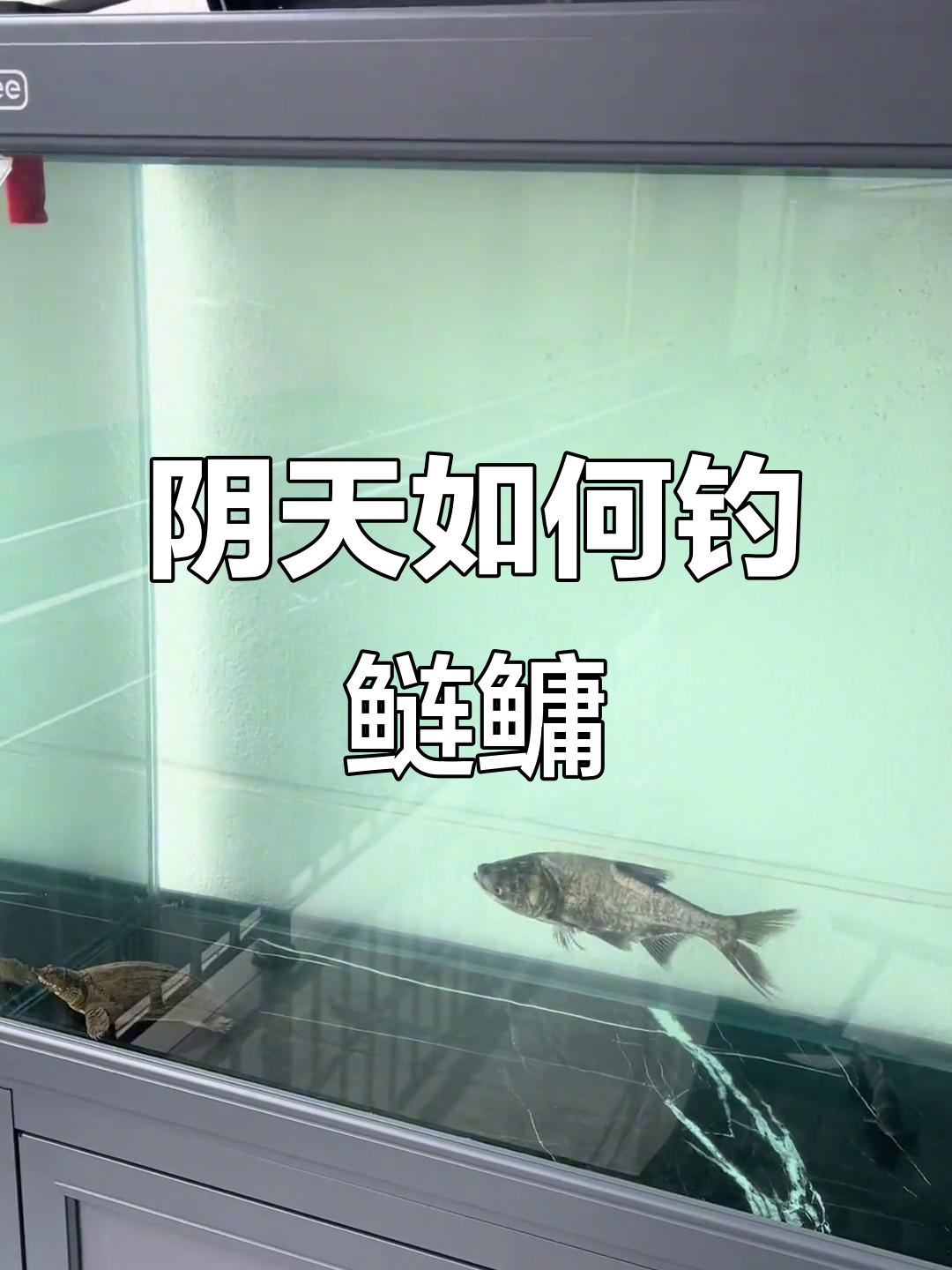 初秋阴天晚上钓鱼技巧(秋季阴天钓鱼的技巧和方法) 初秋阴天晚上钓鱼技巧(秋季阴天钓鱼的技巧和方法)