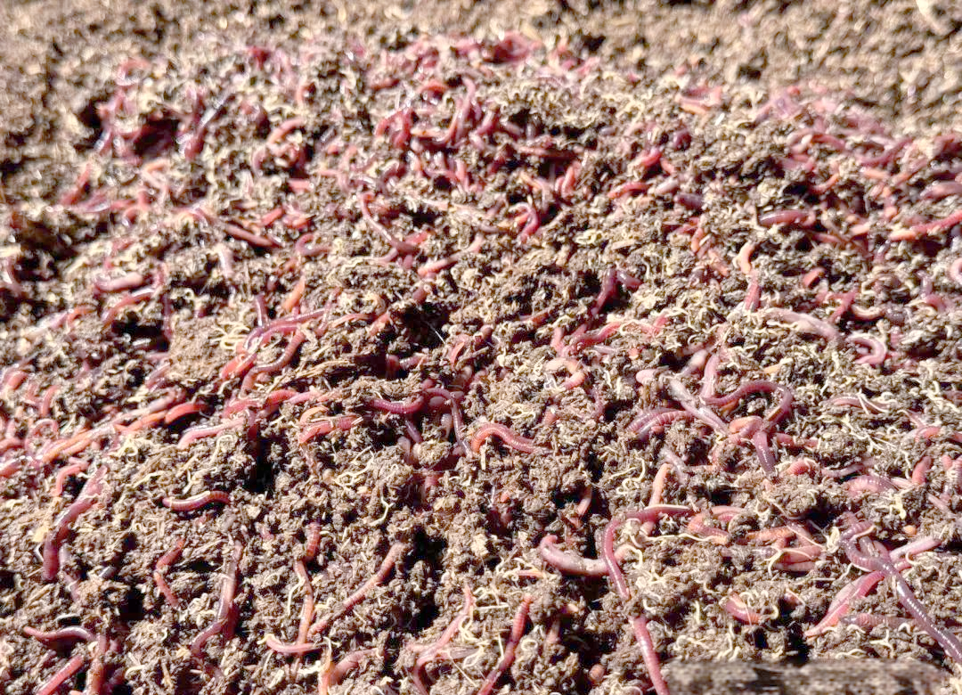 海钓蚯蚓养殖场(海蚯蚓钓什么鱼) 海钓蚯蚓养殖场(海蚯蚓钓什么鱼)