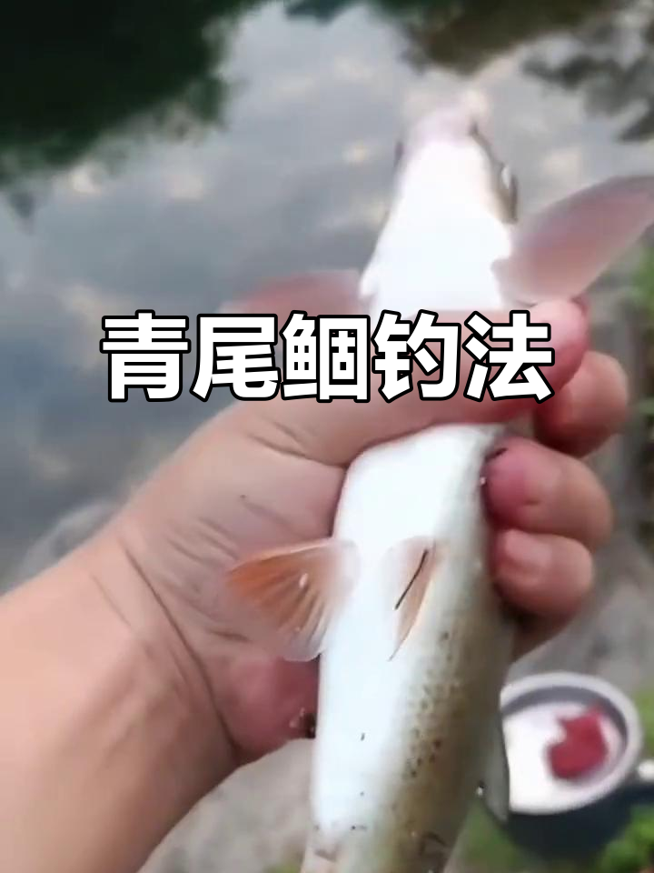 水库钓草鱼青鱼技巧(水库野钓草鱼十技巧) 水库钓草鱼青鱼技巧(水库野钓草鱼十技巧)