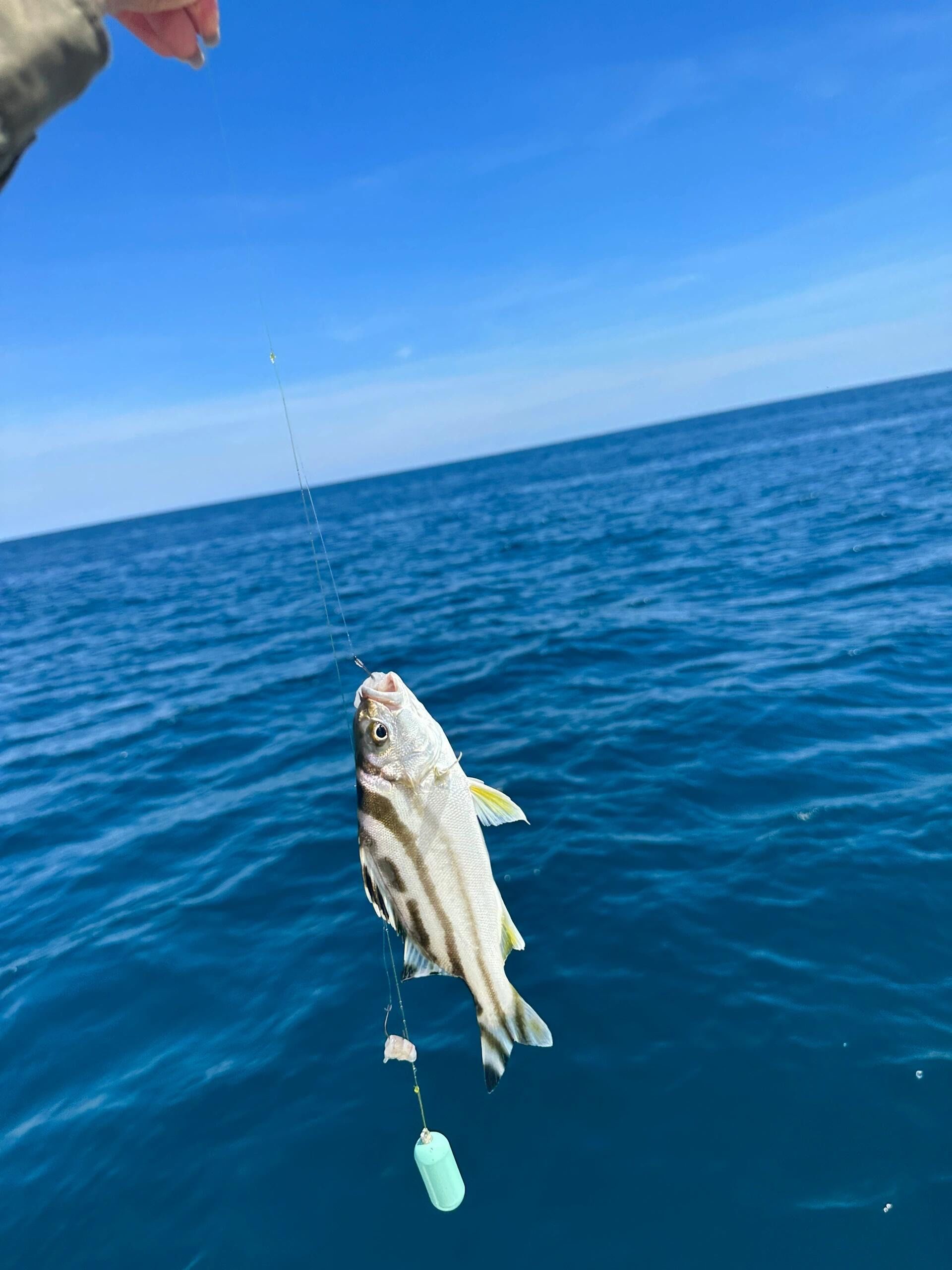 用排钩海边海钓(渔民大海排钩钓鱼视频) 用排钩海边海钓(渔民大海排钩钓鱼视频)
