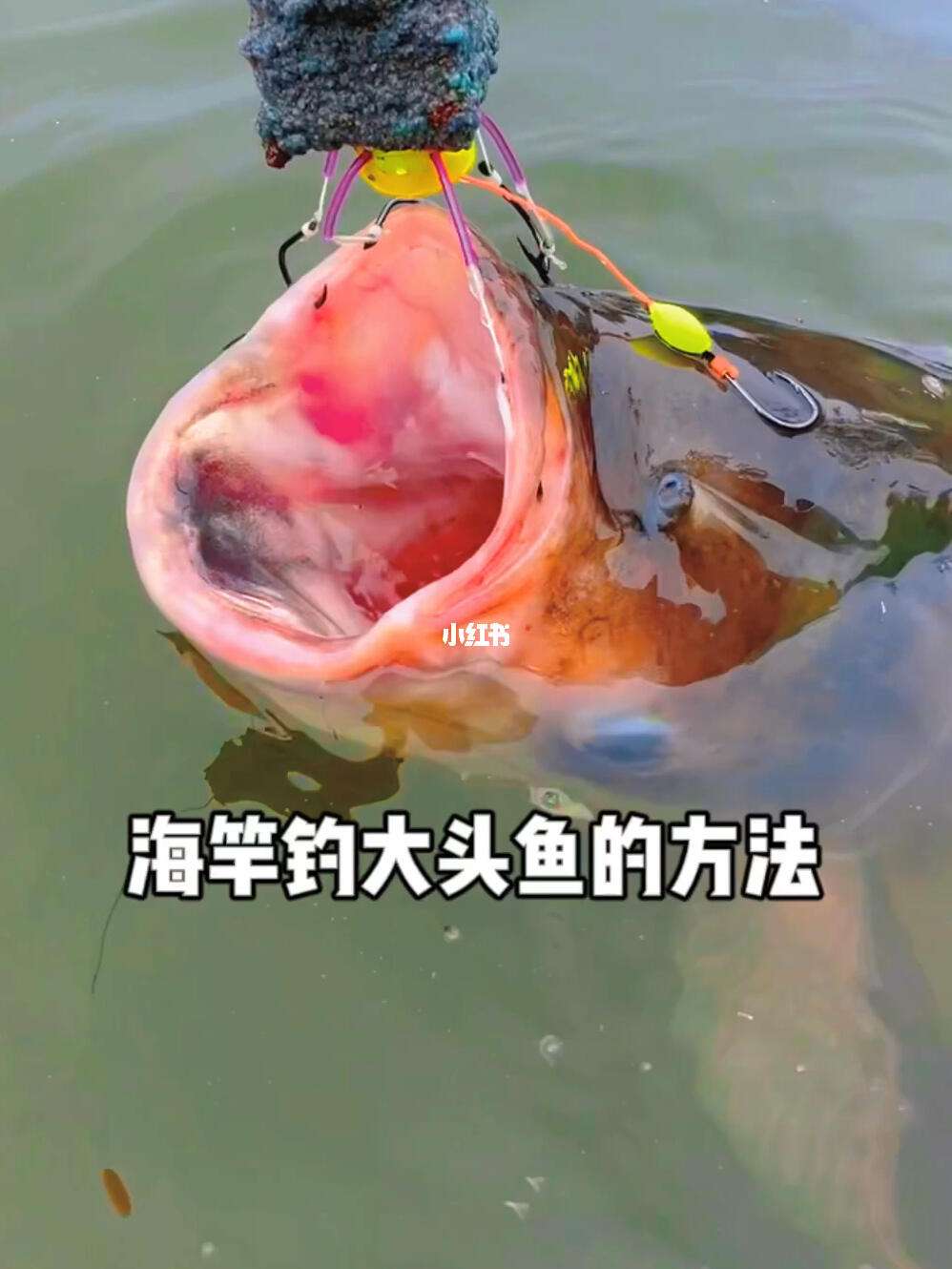 钓大头鱼技巧(如何钓大头鱼高手视频手竿) 钓大头鱼技巧(如何钓大头鱼高手视频手竿)