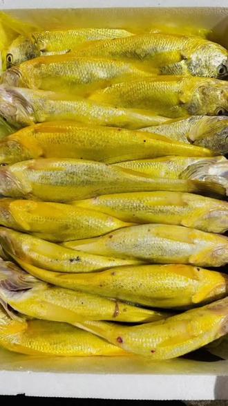 海钓黄鱼视频大全(海里黄鱼怎么钓) 海钓黄鱼视频大全(海里黄鱼怎么钓)