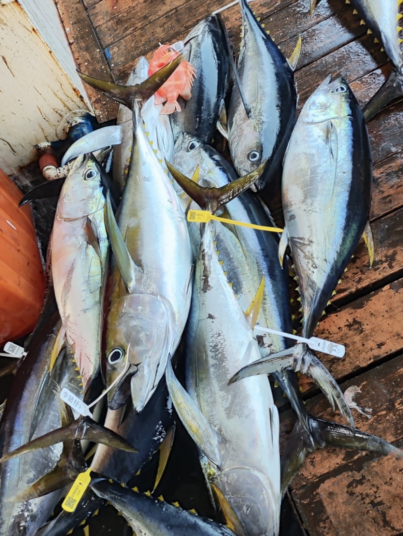 中山坦州海钓场(中山哪里可以海钓) 中山坦州海钓场(中山哪里可以海钓)