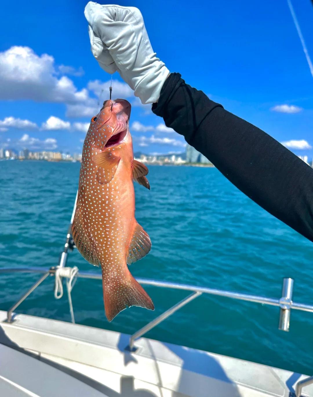 东极岛海钓什么鱼(东极岛海钓有些什么鱼) 东极岛海钓什么鱼(东极岛海钓有些什么鱼)