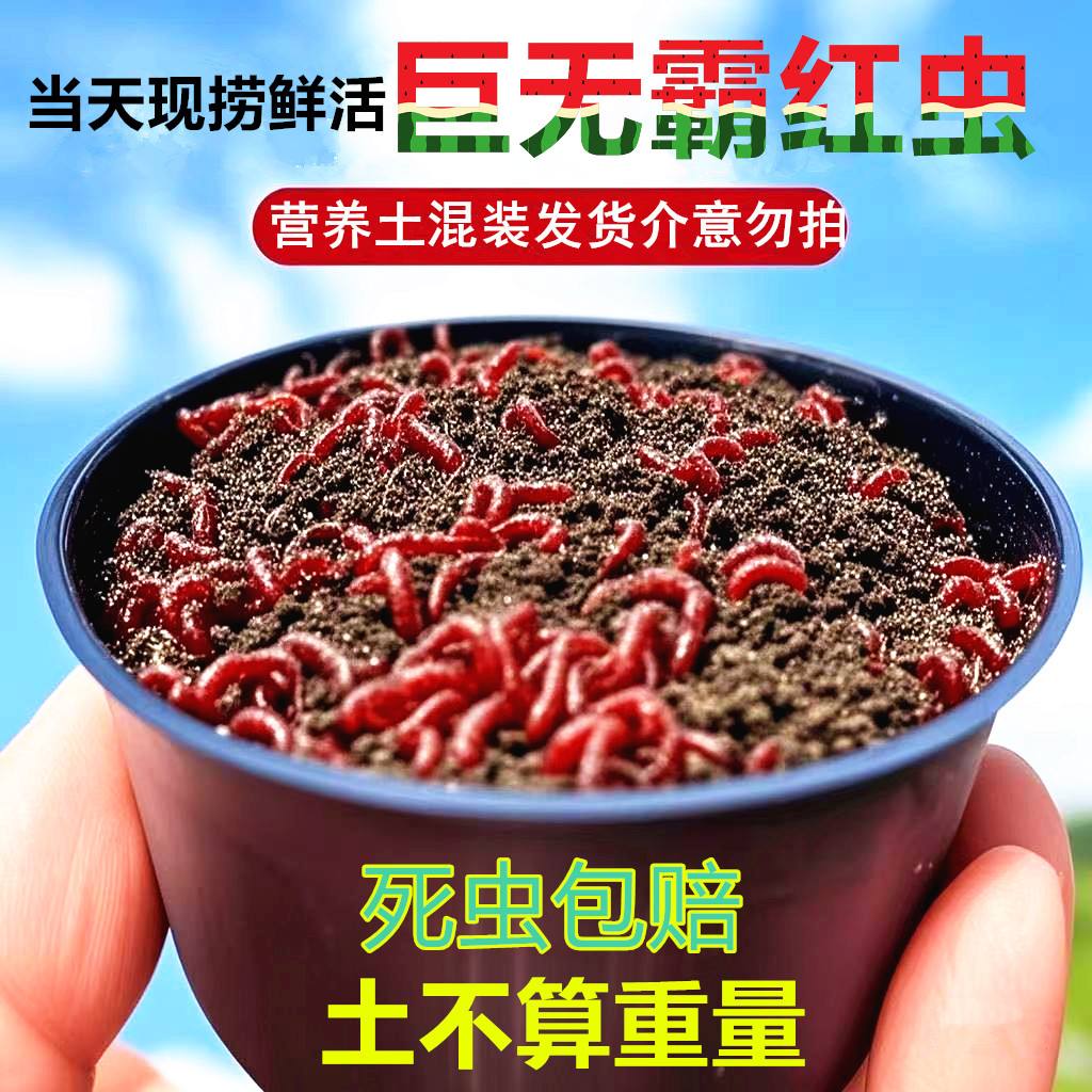 饵料伴红虫(饵料加红虫怎么开饵料) 饵料伴红虫(饵料加红虫怎么开饵料)