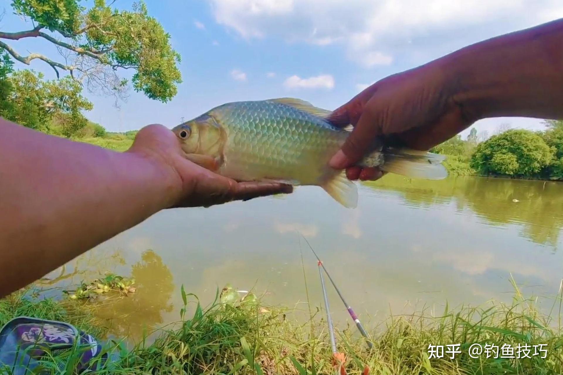 手竿水库野钓鲫鱼技巧(手竿水库钓巨物视频) 手竿水库野钓鲫鱼技巧(手竿水库钓巨物视频)