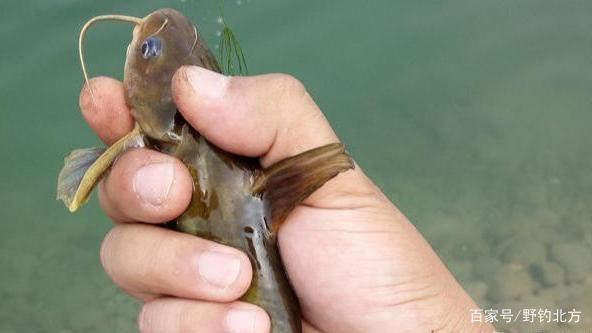 钓嘎鱼绝密技巧(钓嘎鱼用什么钓) 钓嘎鱼绝密技巧(钓嘎鱼用什么钓)