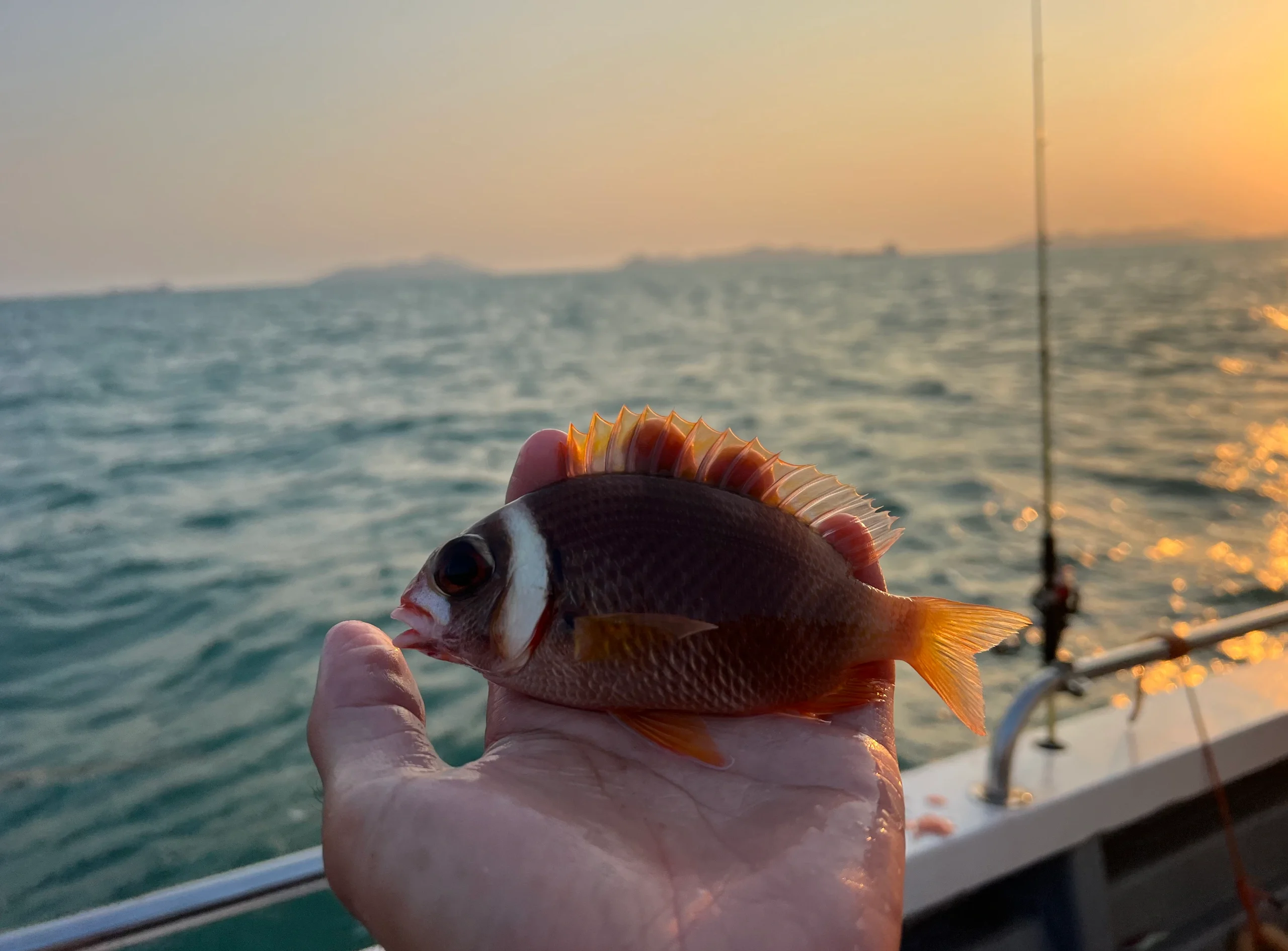 离广州最近的海钓地方(广州最近的海边哪里可以钓鱼) 离广州最近的海钓地方(广州最近的海边哪里可以钓鱼)