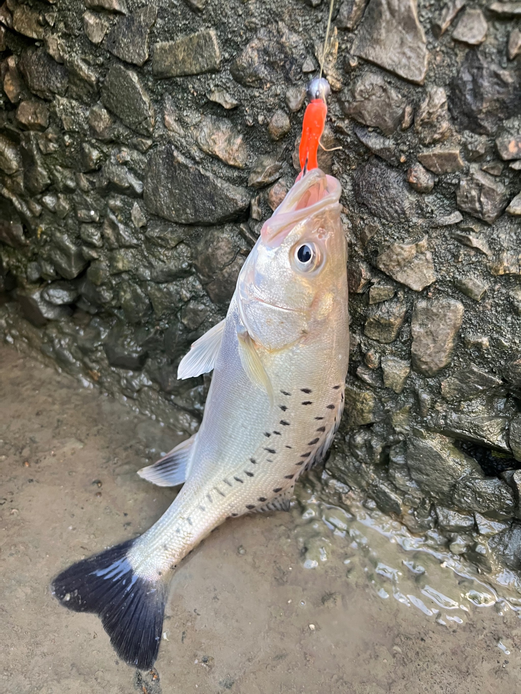 舟山五一海钓鲈鱼(舟山海钓鲈鱼视频) 舟山五一海钓鲈鱼(舟山海钓鲈鱼视频)