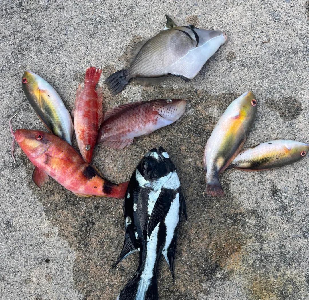 钦州海钓攻略(钦州海钓最好的地方)