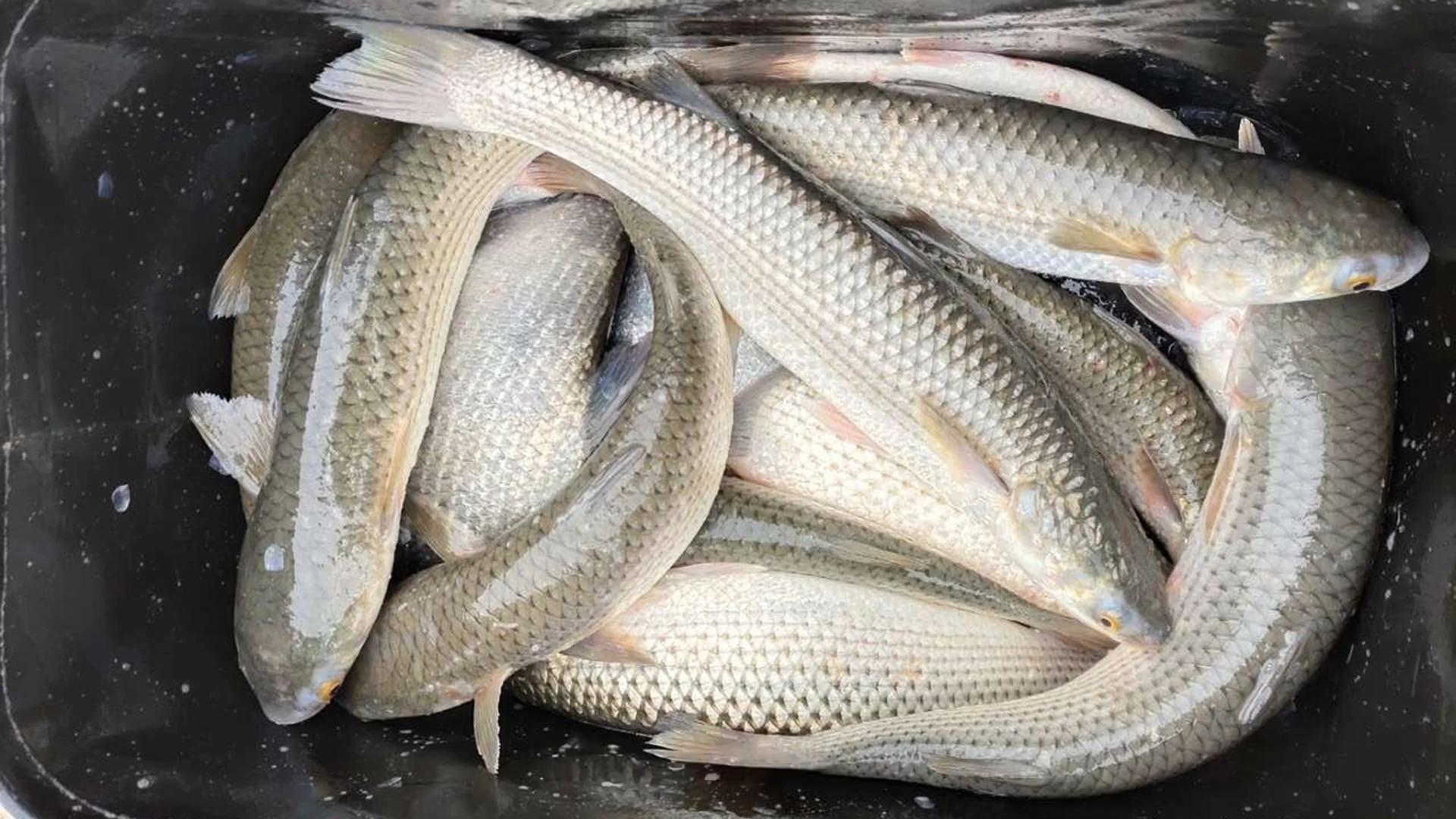 烟台近海钓鲻鱼(烟台钓鱼的好地方海鱼) 烟台近海钓鲻鱼(烟台钓鱼的好地方海鱼)