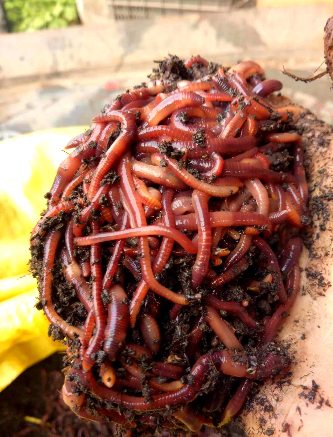 青蚯蚓钓罗非的技巧(蚯蚓钓罗非鱼技巧视频)