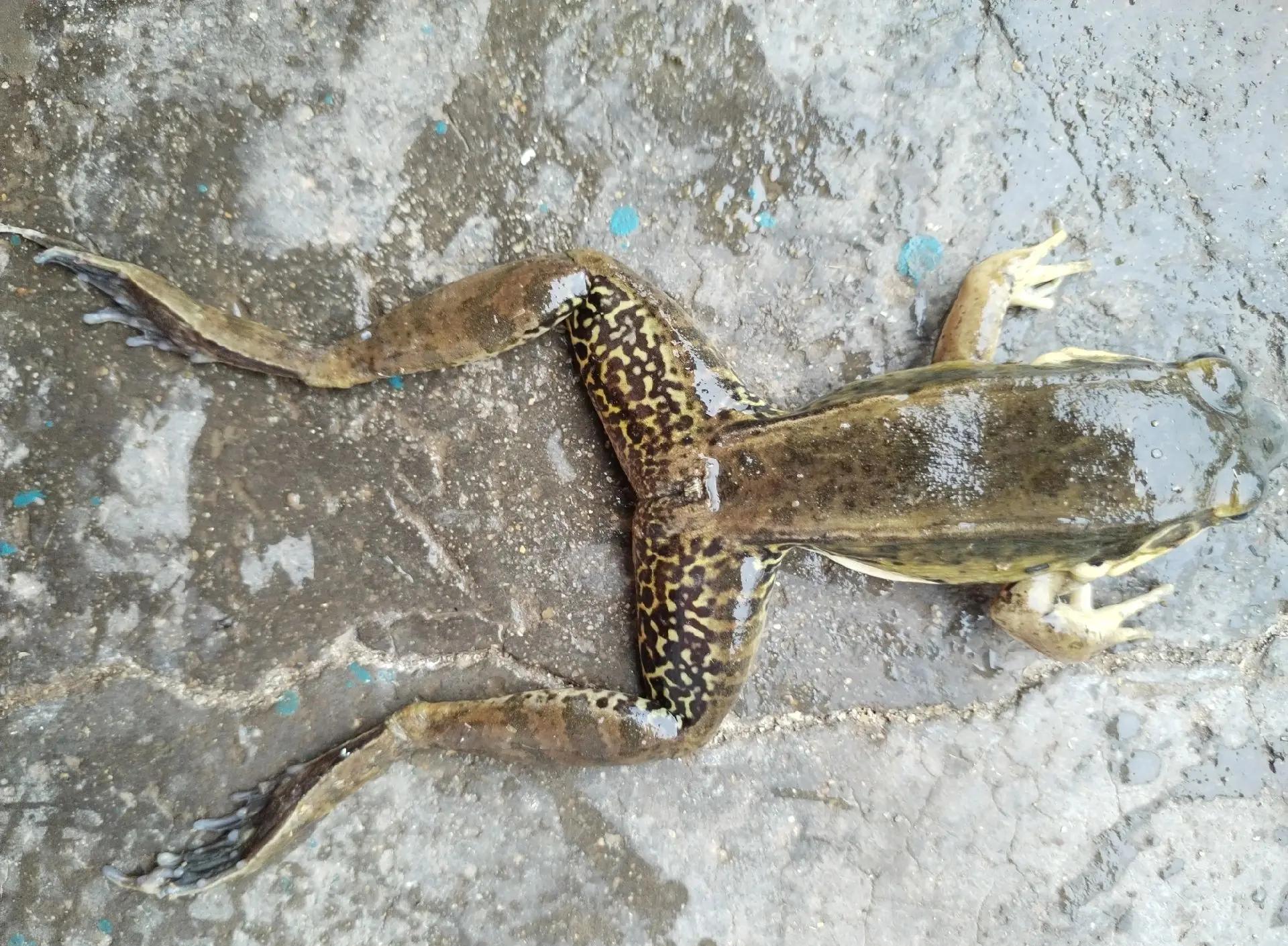 钓青蛙技巧(钓青蛙图片) 钓青蛙技巧(钓青蛙图片)