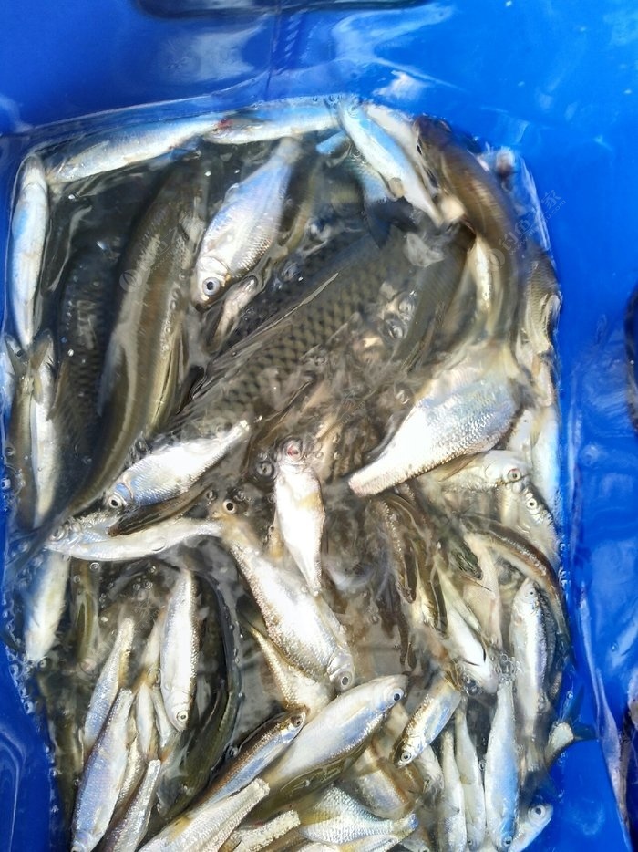 汉江鲤鱼饵料(汉江钓鱼用什么饵料)