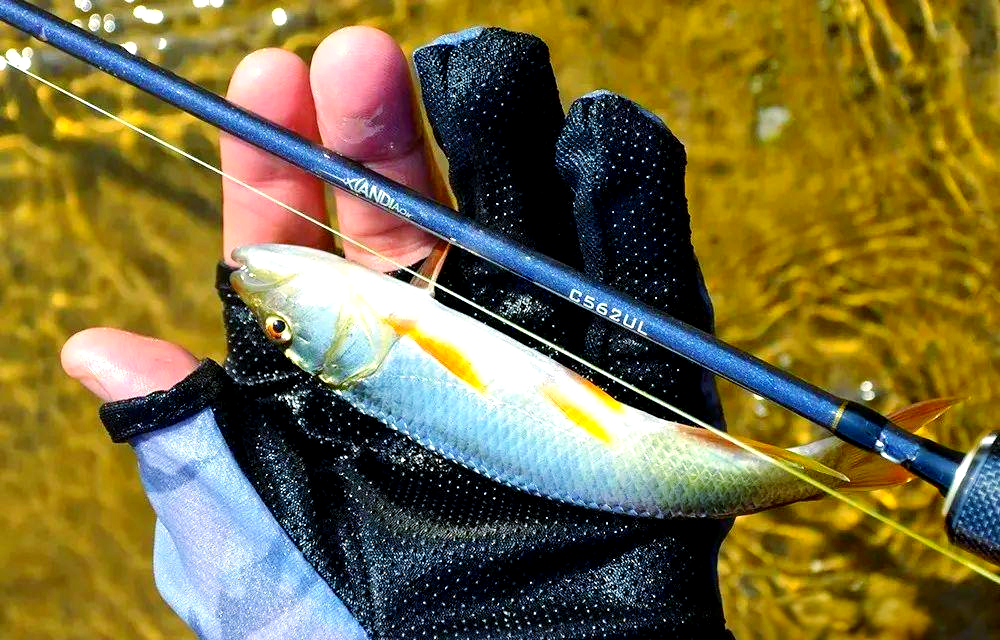 溪流路亚吧(溪流路亚竿哪个牌子性价比高)