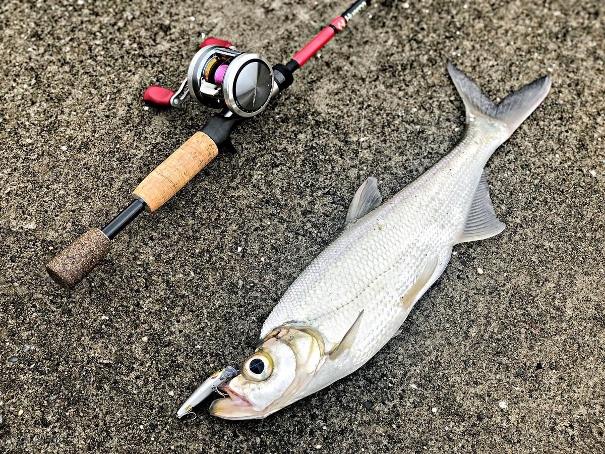 夏至钓翘嘴的技巧(手竿野钓翘嘴的三个小诀窍) 夏至钓翘嘴的技巧(手竿野钓翘嘴的三个小诀窍)