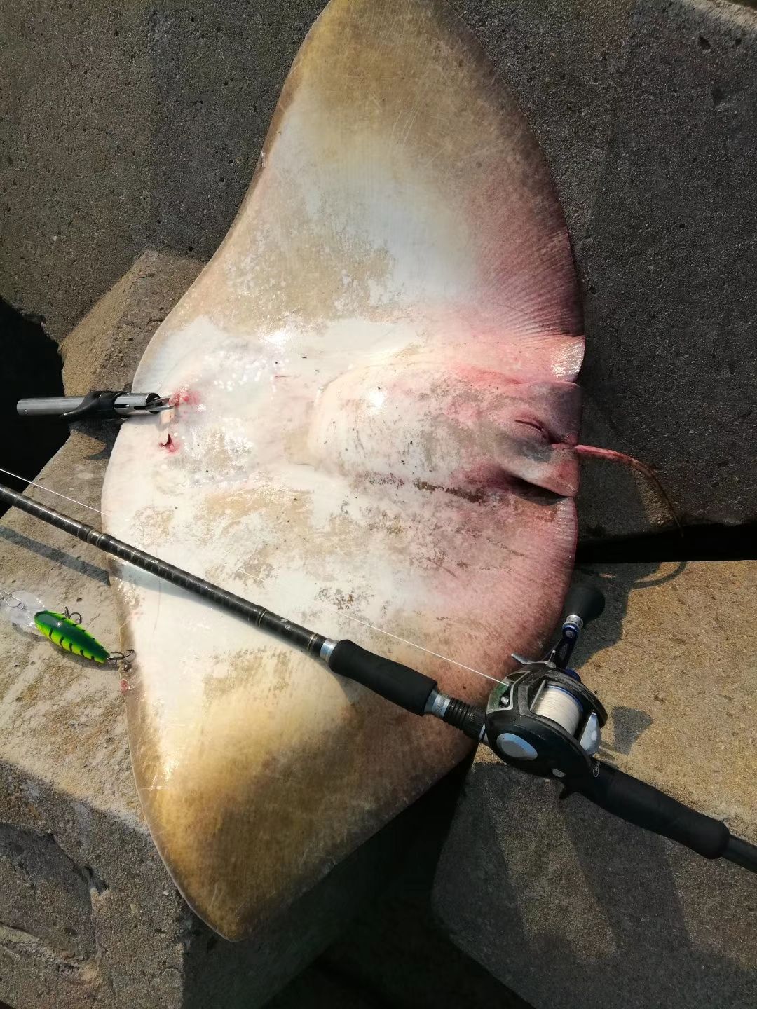 海钓沉底鱼饵(海钓沉底钓法)