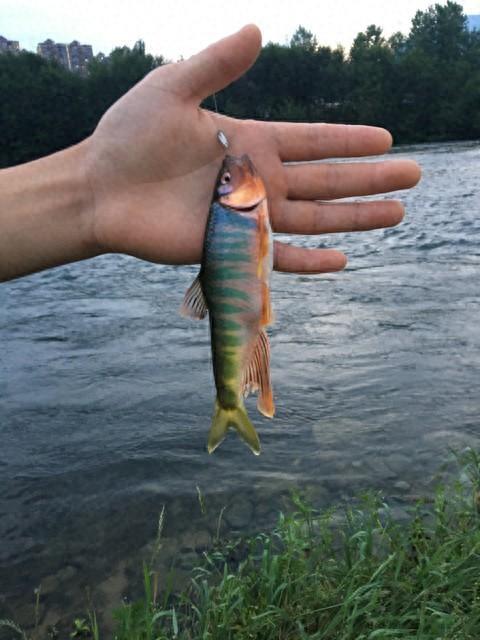 溪钓马口鱼技巧(溪水马口鱼怎么钓)