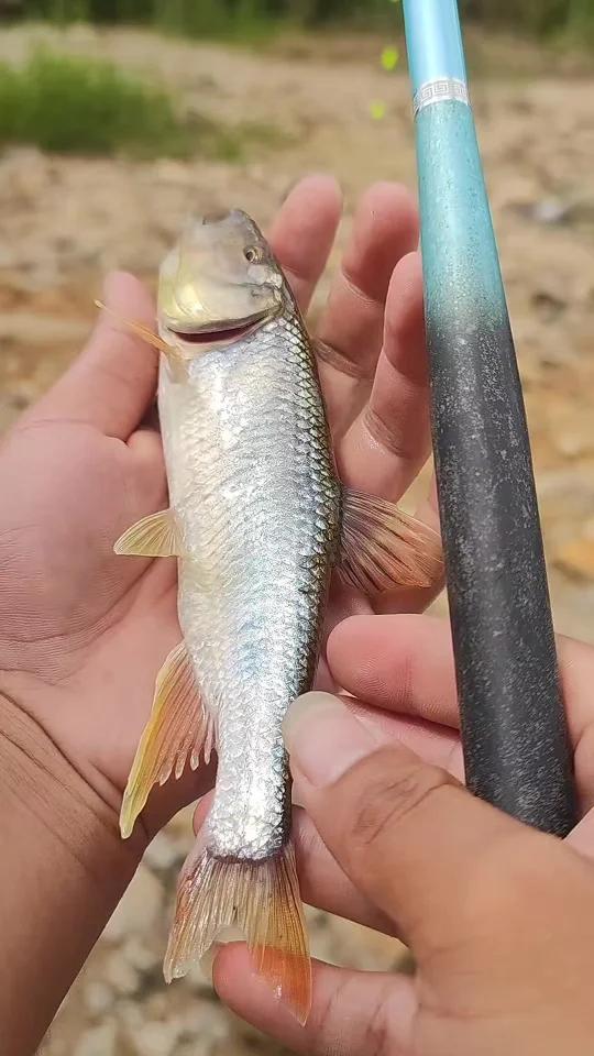 溪钓马口鱼技巧(溪水马口鱼怎么钓)