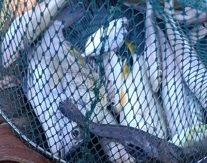 茂名海钓网(茂名海钓论坛) 茂名海钓网(茂名海钓论坛)