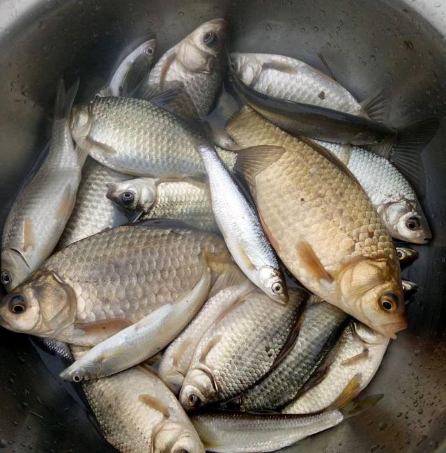 油菜颗粒钓鱼技巧(油菜渣钓鱼) 油菜颗粒钓鱼技巧(油菜渣钓鱼)