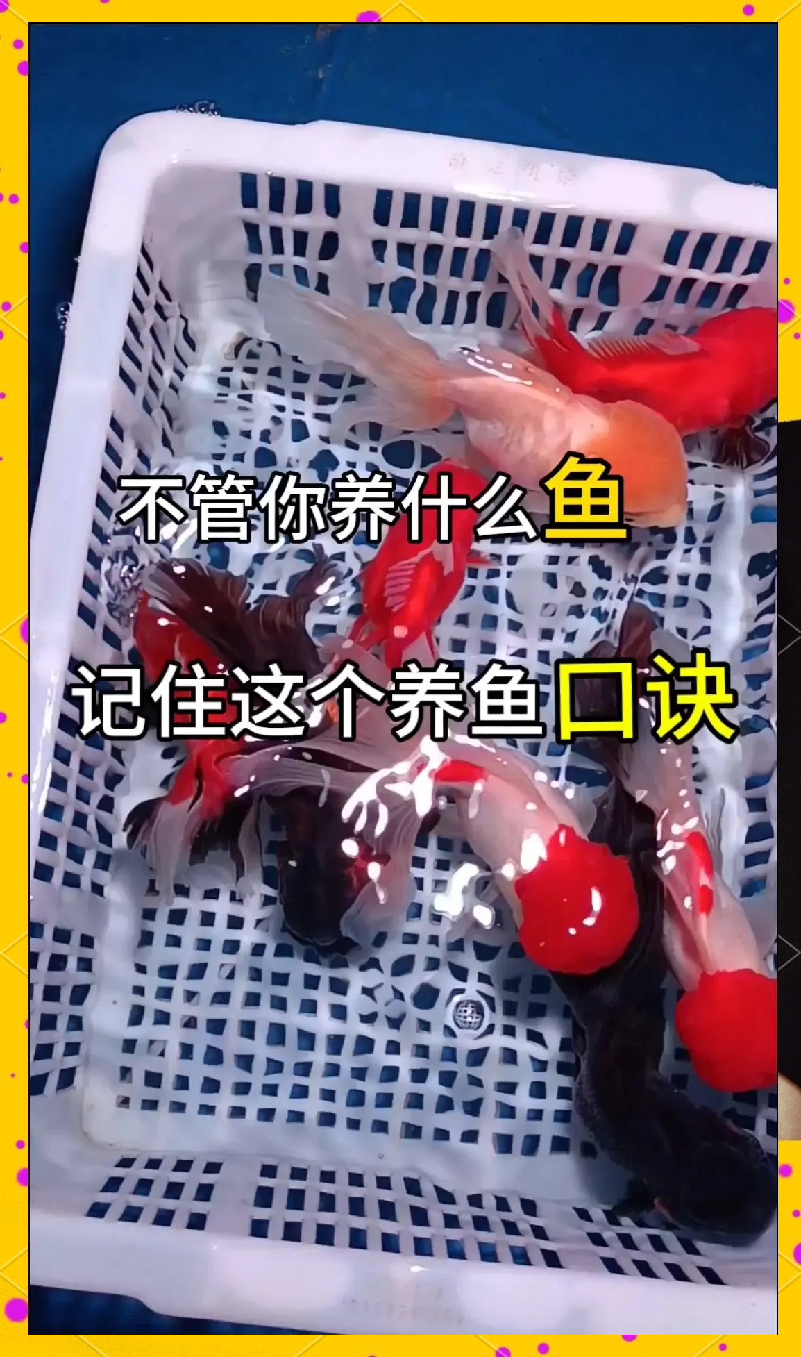 鱼塘养大鲤鱼技巧(鱼塘养大鲤鱼技巧和方法) 鱼塘养大鲤鱼技巧(鱼塘养大鲤鱼技巧和方法)