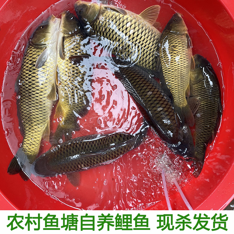 鱼塘养大鲤鱼技巧(鱼塘养大鲤鱼技巧和方法) 鱼塘养大鲤鱼技巧(鱼塘养大鲤鱼技巧和方法)