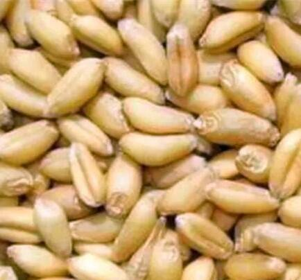 小麦饵料怎么煮(小麦饵料怎么煮好吃) 小麦饵料怎么煮(小麦饵料怎么煮好吃)