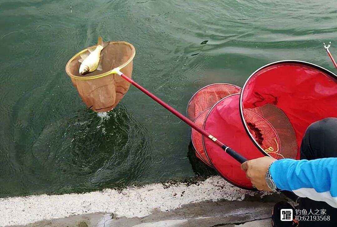 初夏黑坑钓鲤鱼技巧(初春钓黑坑鲤鱼) 初夏黑坑钓鲤鱼技巧(初春钓黑坑鲤鱼)
