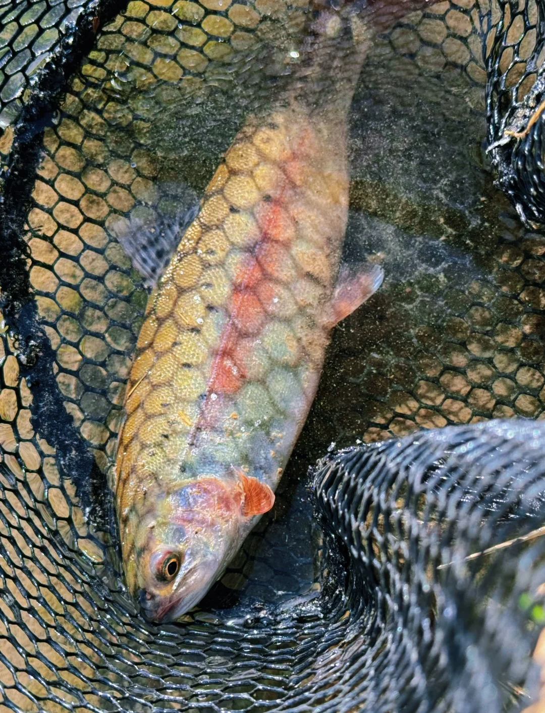 路亚钓鳟鱼(路亚怎么钓鳟鱼) 路亚钓鳟鱼(路亚怎么钓鳟鱼)