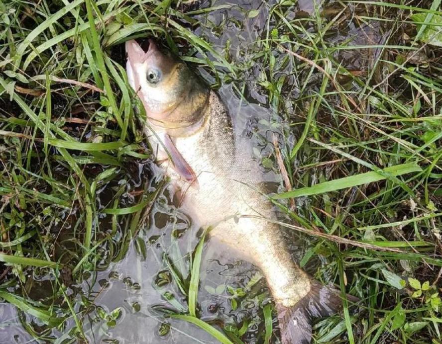 秋钓夜钓鲢鳙技巧(秋季夜钓鲢鳙怎么钓) 秋钓夜钓鲢鳙技巧(秋季夜钓鲢鳙怎么钓)