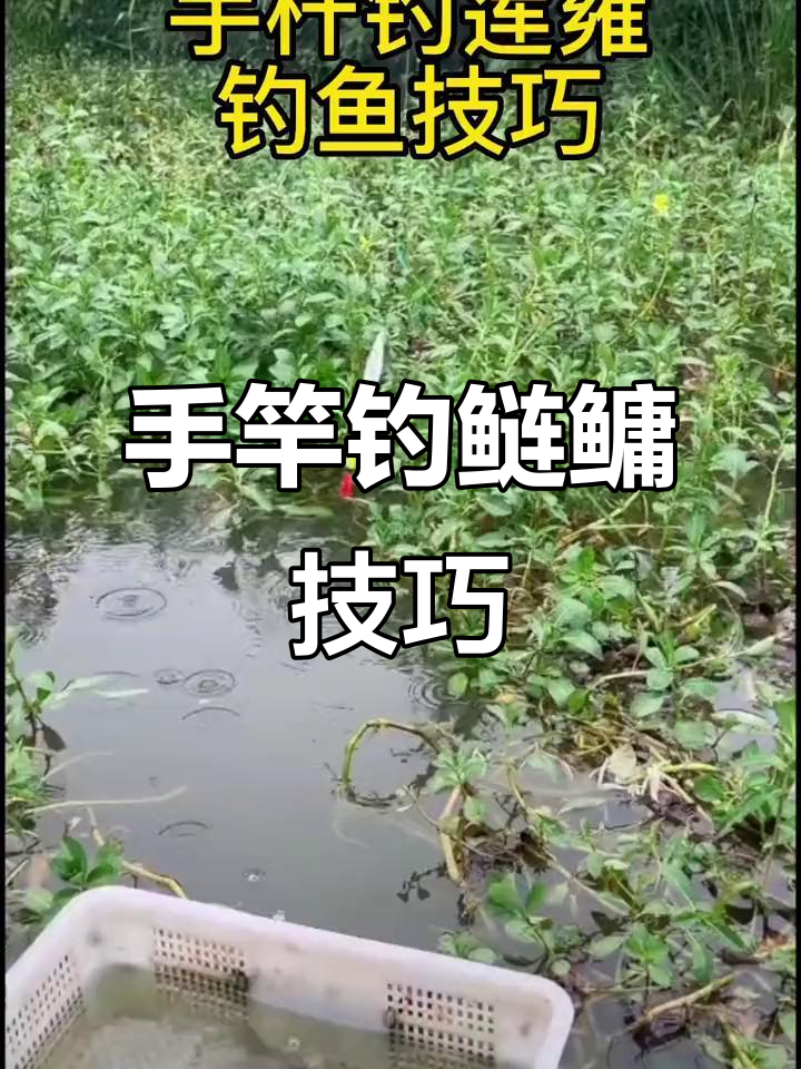 钓鲤鱼技巧手竿(钓鲤鱼鱼技巧大全) 钓鲤鱼技巧手竿(钓鲤鱼鱼技巧大全)