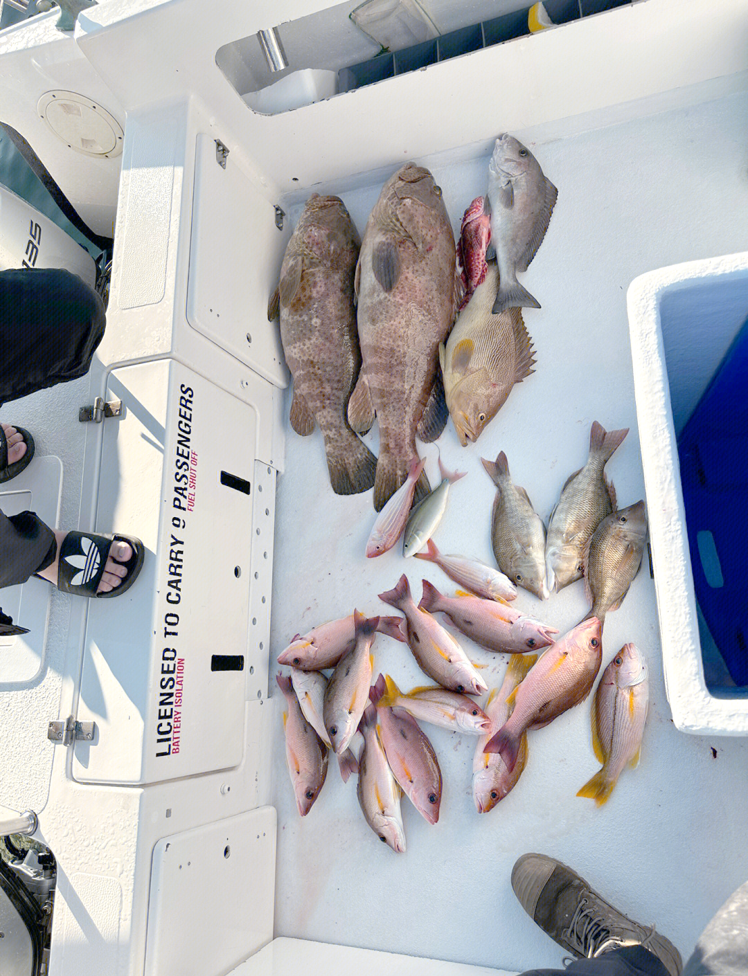 钓石斑技巧进洞(溪流钓石斑鱼技巧图解) 钓石斑技巧进洞(溪流钓石斑鱼技巧图解)