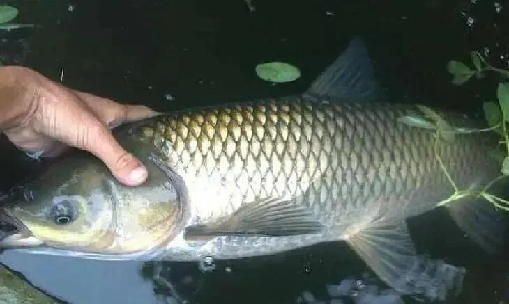 秋天钓水库草鱼技巧大全(秋天如何钓草鱼钓底还是钓浮) 秋天钓水库草鱼技巧大全(秋天如何钓草鱼钓底还是钓浮)