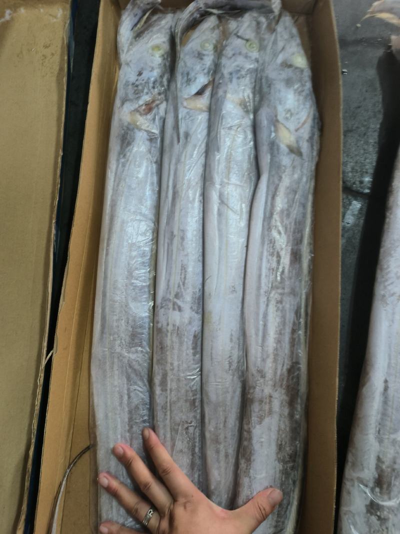 海钓变异带鱼(海钓变异带鱼视频) 海钓变异带鱼(海钓变异带鱼视频)