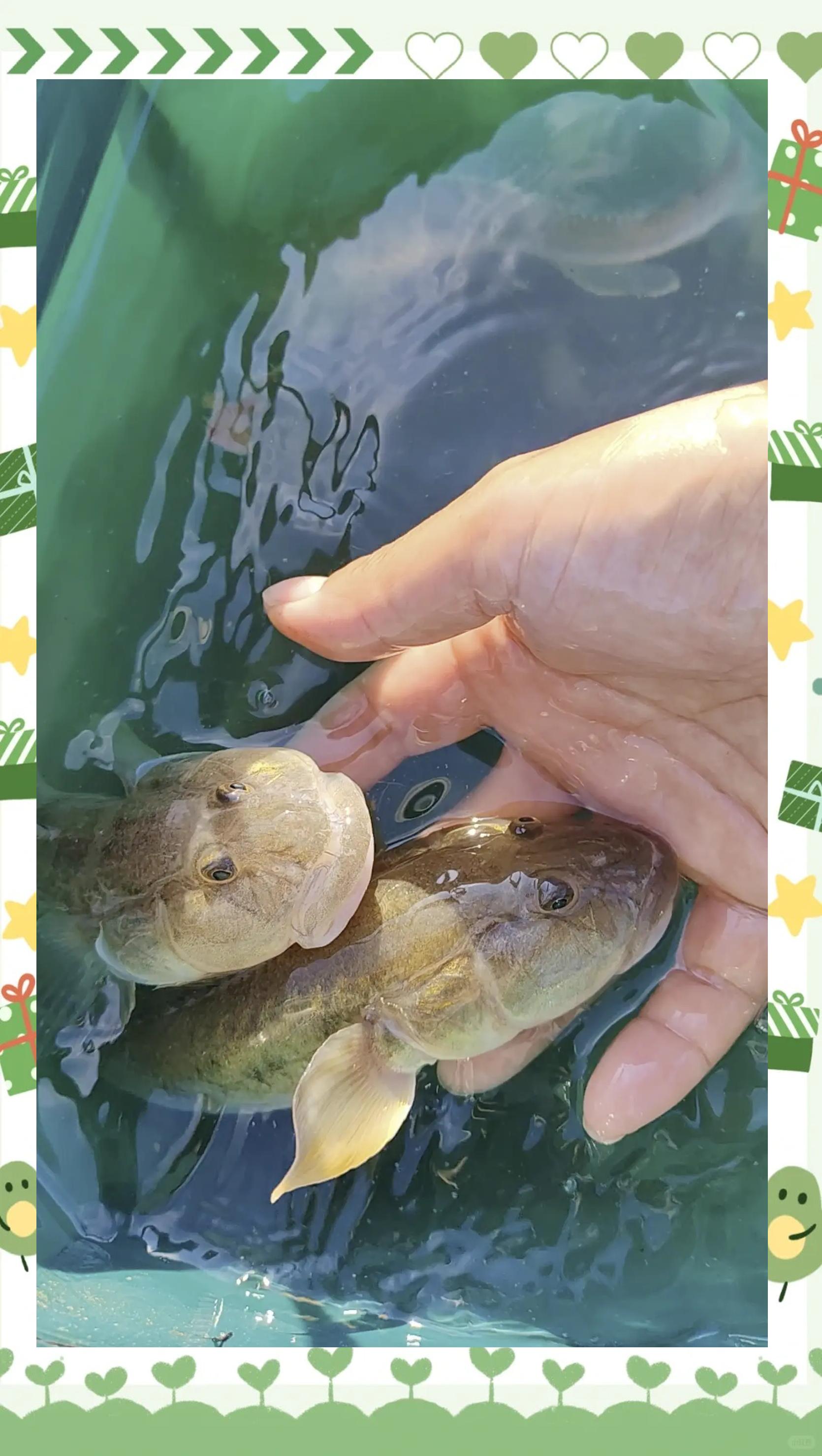 泥鳅钓场路亚(用泥鳅路亚) 泥鳅钓场路亚(用泥鳅路亚)