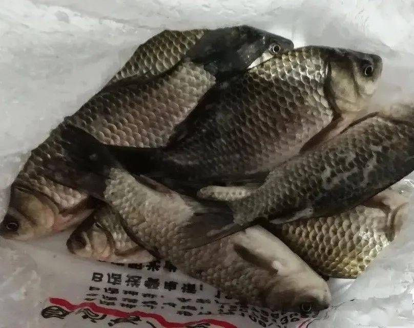 安陆饵料(安陆哪里有付费钓鱼的) 安陆饵料(安陆哪里有付费钓鱼的)