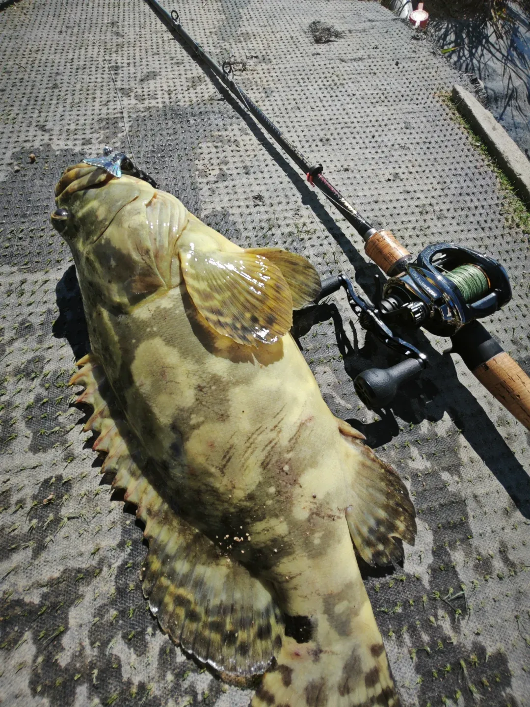 安路亚(安路亚大灯)