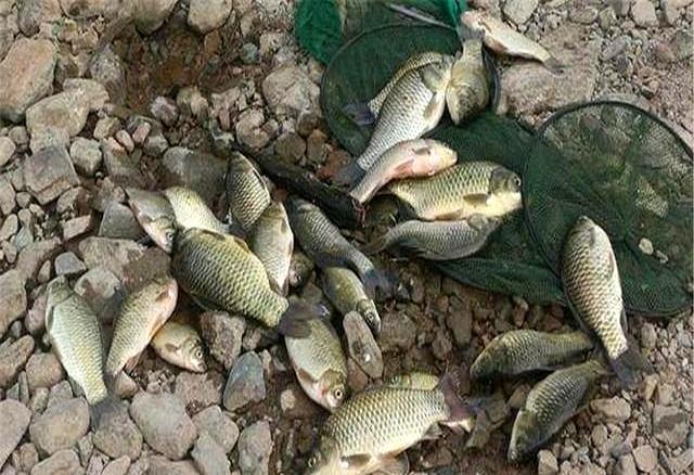 鲫鱼笼春季逮鲫鱼技巧(鱼笼捕鲫鱼什么诱饵最快)