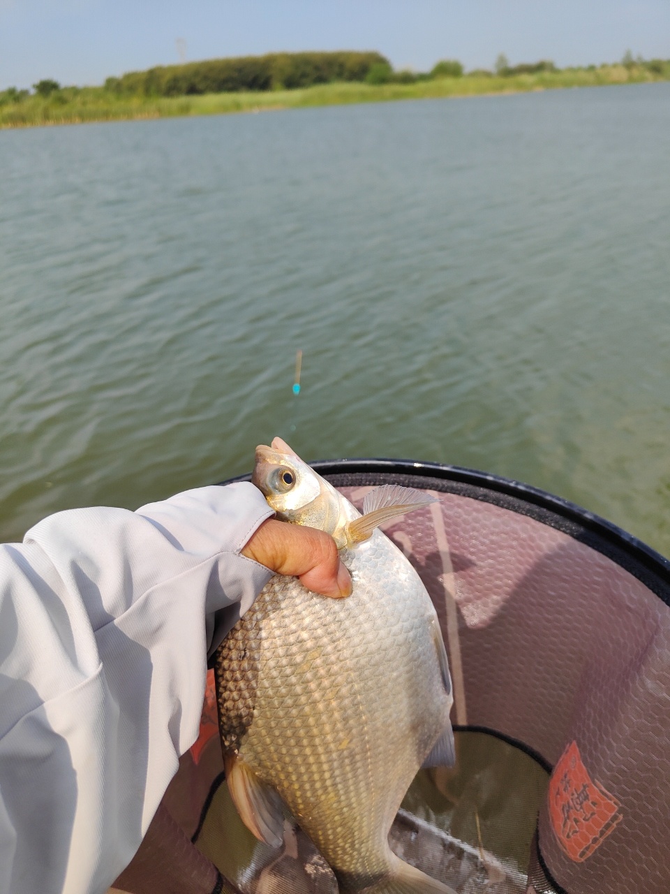 鳊鱼用什么饵料钓(鳊鱼用什么饵料钓好)