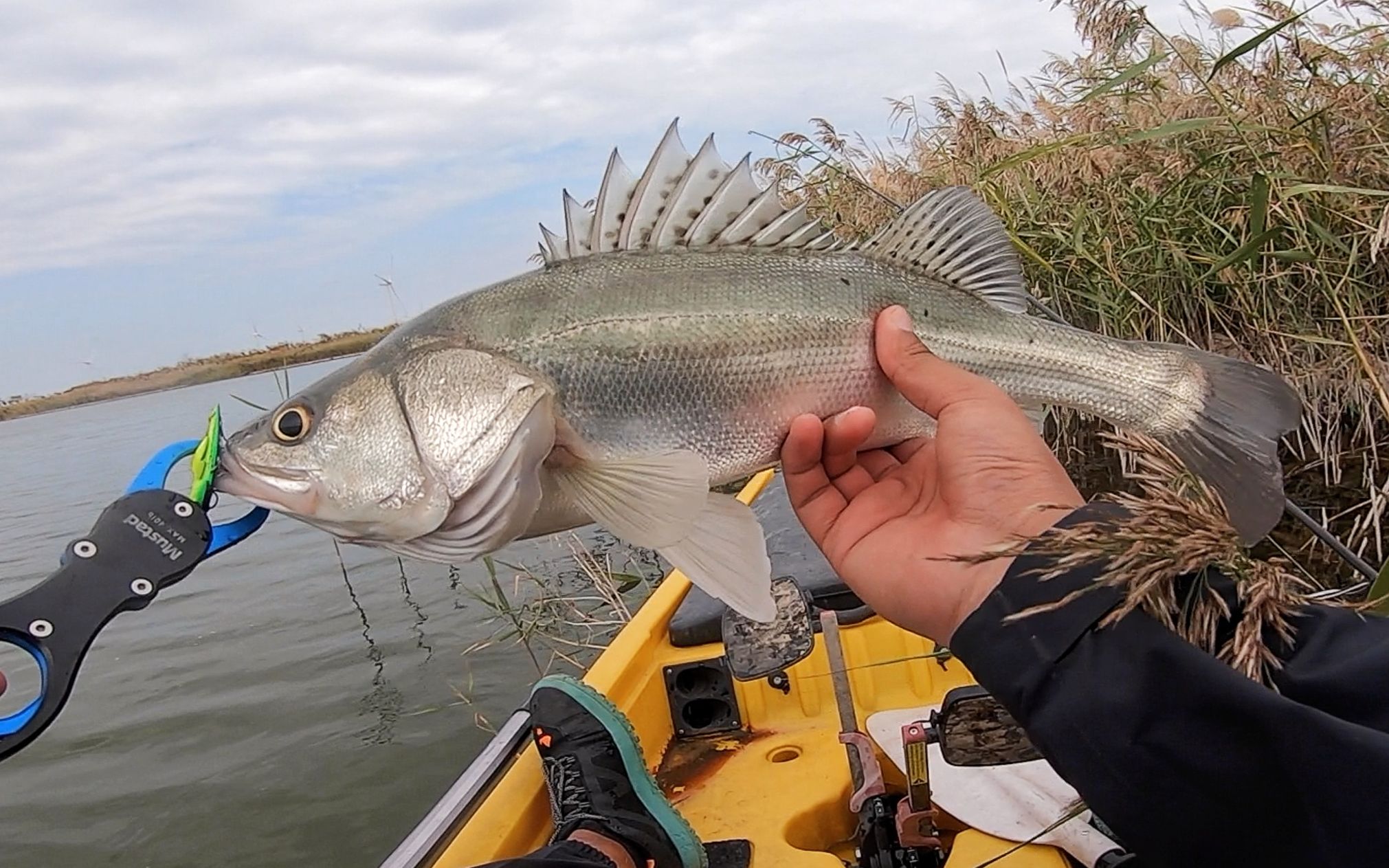 路亚海鲈风向(路亚海鲈鱼技巧教学) 路亚海鲈风向(路亚海鲈鱼技巧教学)